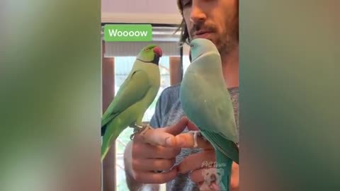 EXTREMELY Smart talking parrot - Smart And Funny Parrots