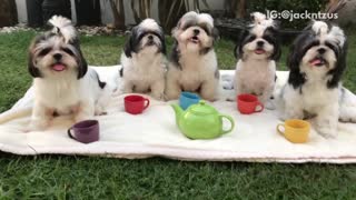 Black/white puppy tea party on towel on grass