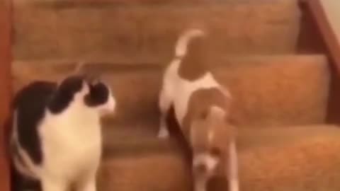 SanThe end 😂😂#wee #animal #cat #cats #dog #dogs #pets #animals #pet #funny #viral #shorts #