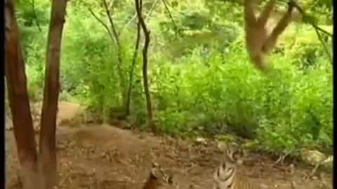 FUNNY TIGERS WILD Animals Videos | Super funny animal videos and there funny behaviors.