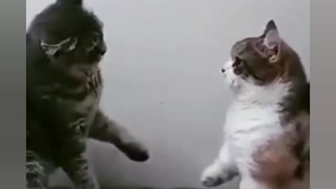 Funny cat fight brothers