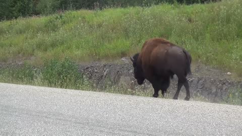buffalo turnschuhe