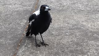 Singing Magpie Makes Sweet Sounds