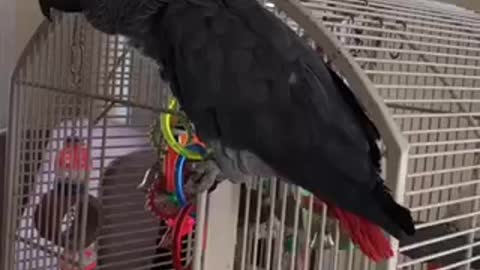 parrot listens to doja cat for the first time