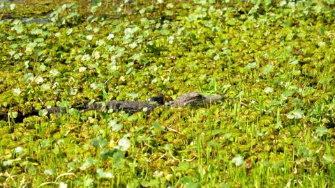 Alligator Hiding in Bayou Plants