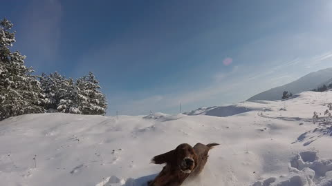 Dog goes crazy on sunny snow day