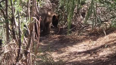 Bear Cubs Head to the Beach for a Swim