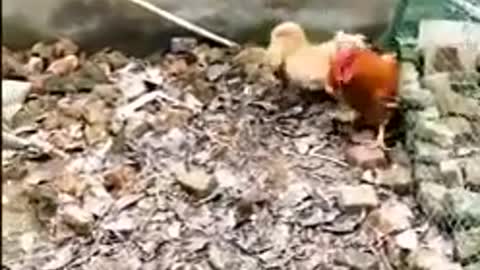 See How Amazing Chickens Are When Confronting Dogs!