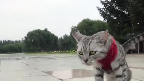 Watch my cat ride a skateboard