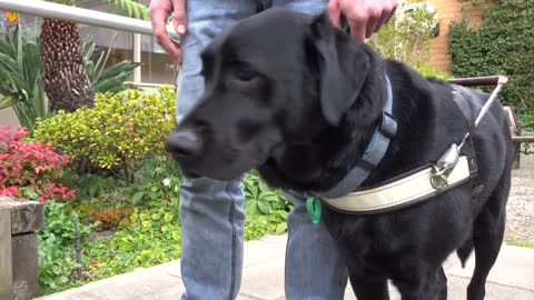 Guide Dogs Graduation Day - Journey of a Guide Dog