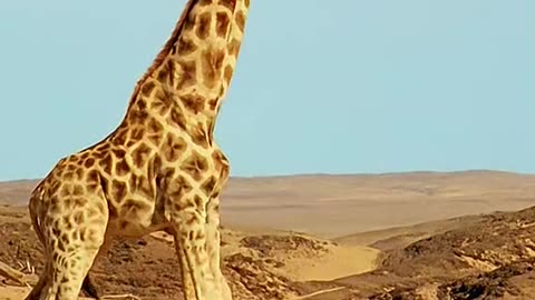 turn based giraffe fight