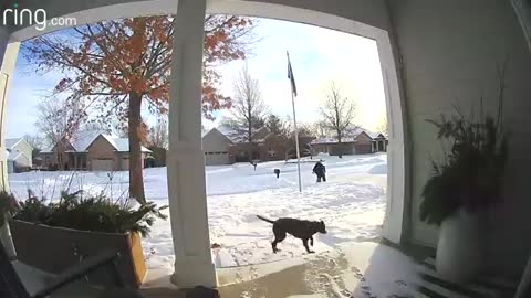 Rosie the Dog vs. Toddler: Who Wins in Snow?