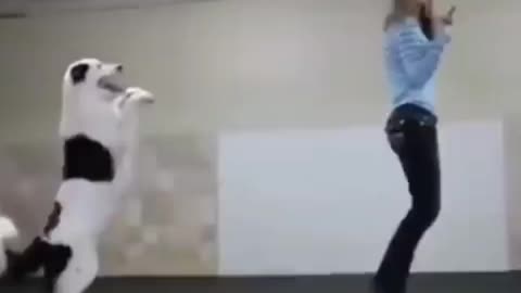 Dog Dancing Dam tu Cosita