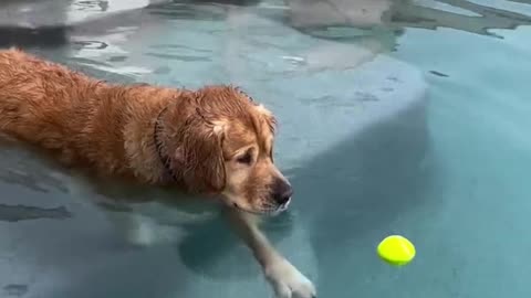 Dog team trying to catch ball in water