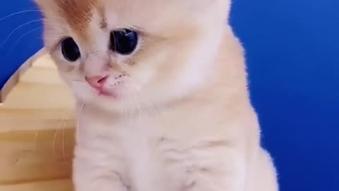 Hilarious Cat Viral Videos | Ultimate Cat Compilation 2019