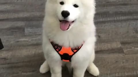 Watch How This Pup Hilariously Shows His Belly On Command