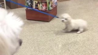 White dog dragged on blue leash