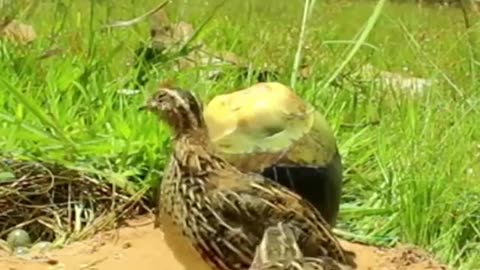 Amazing Unique Bird Trap--Quail Trap #shorts