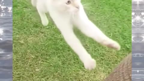 Funniest cat video 😂 2024