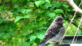 Blue Bird and Baby