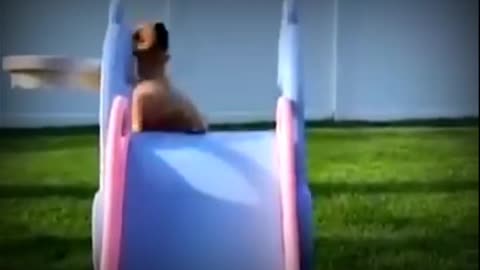 Baby cat and dogs funny video # Justcool