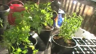 Como Cultivar Vegetales sino tiene Patio