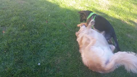German Shepherd Puppy Wrestling With Golden Retriever Rolling Around On His Back