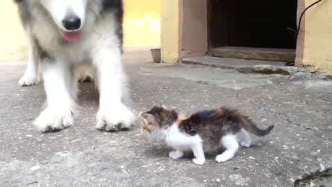 Cat and dog- dog is frightened of a little cat