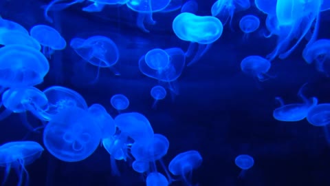 !!!Wow...watch the jellyfish light up the place around them