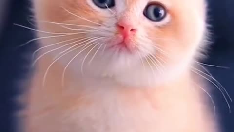 Funny cat beautiful cats and cute cat