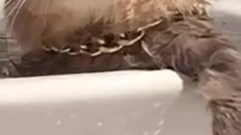 Boss Cat Bathing in the Bathtub, Funny Cat Video