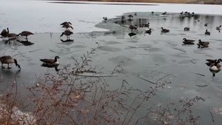 Ducks swim and slide in the frozen lake