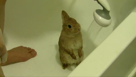 Bunny shower rabbit compilation beautiful