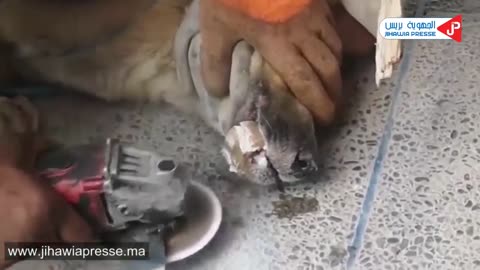 The moment a dog is saved from death is a humane situation