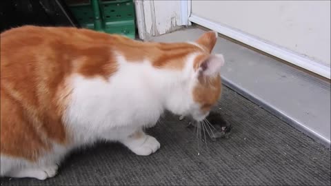 WARNING!! Graphic Video Of A Cat Eating a Mouse