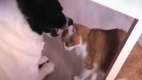 Funny Dog and Cat of Tik Tok 😂 Angry pet video 😱