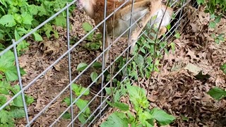 Man Frees Fawn's Foot From Fence