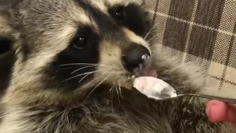 This pampered raccoon gets spoon-fed some yummy yogurt!