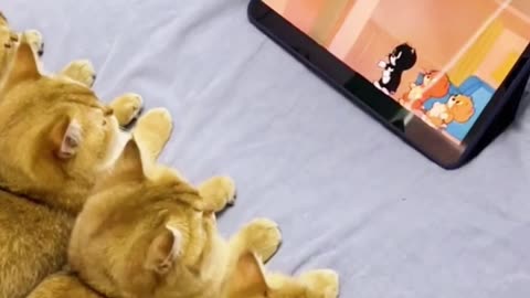These cats are very similar looking at the mobile while they are in focus