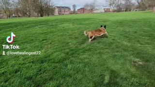 The Girls and Gypsy the Saint playing in the park