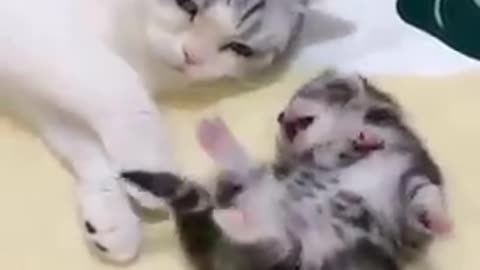 Mommy cat hugs baby cat is so cute 🥰