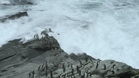 Huge Sea Lion Preys on Penguins | Wild Patagonia | BBC Earth