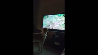 Our dog wishes he could jump into the TV to play with a movie dog