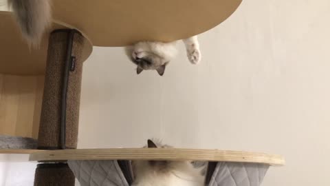 Cat looking upsidedown