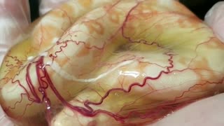 Incredible Footage Shows Newborn Boa Constrictor Still In Amniotic Sac