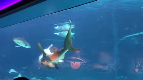 Hammerhead shark attacks sting ray at adventure aquarium
