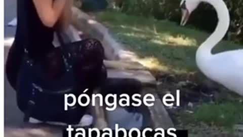 Ganso le enseña a una chica a Usar El Tapabocas