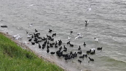 Gulls and ducks sharing food