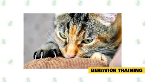 Cats 101 : Basic Cat Training Tips Help For A Better Relationship With Your Cat