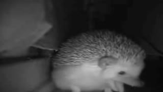the hedgehog sneezed and farted at the same time